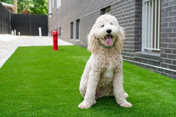 A white dog is sitting on a green lawn.